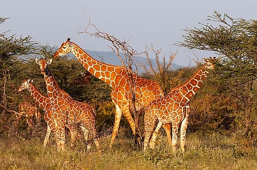 A herd of Masai giraffes eating Samburu Game Reserve-Kenya Art Print